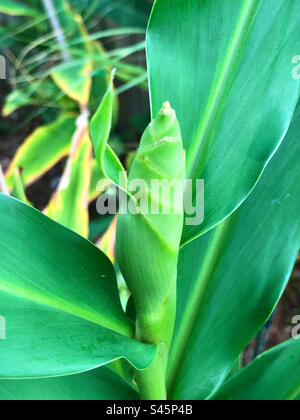 Un giglio di zenzero a farfalla (Hedychium coronarium) poco prima che sbocciasse in un giardino di Ponte Vedra Beach, Florida. È il fiore nazionale di Cuba. Foto Stock