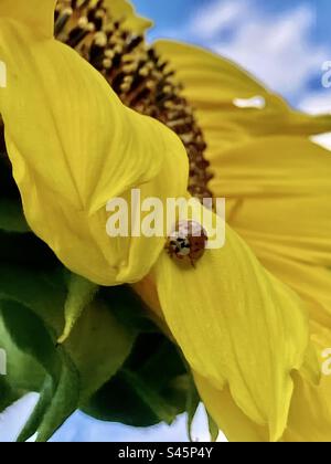 Girasole coccinella Foto Stock