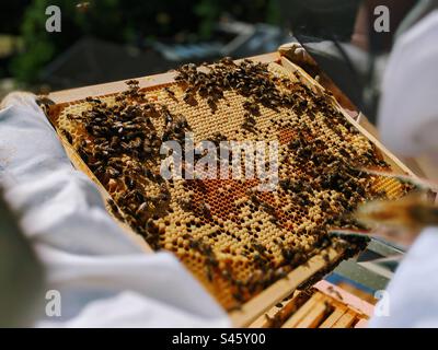 Una persona in costume da apicoltura tiene un pannello di api ricoperto di api e miele, primo piano Foto Stock