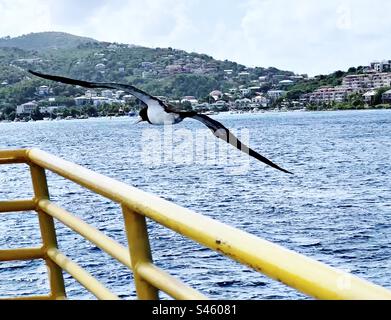 Brown sta prendendo il traghetto per St. John U. S. Isole Vergini Foto Stock