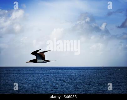 La Brown Boby che arriva al porto e' un traghetto per St. John Isole Vergini americane Foto Stock