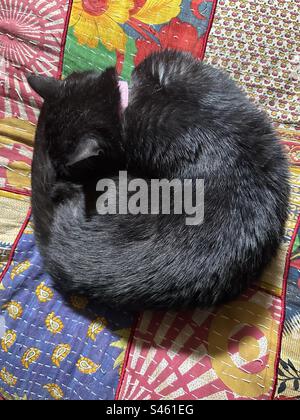 Gatto nero dormiente in una palla circolare su una trapunta Foto Stock