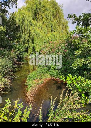 Fiori di balsamo himalayano (Impatiens glandulifera) e salice piangente che crescono sulle rive del fiume Monks Brook a Eastleigh, Hampshire, Regno Unito Foto Stock