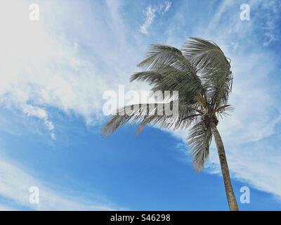 Palme da cocco che ondeggiano nella brezza di St Thomas U. S. Isole Vergini Foto Stock