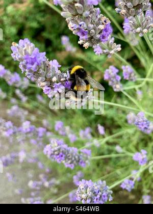 Bumble bee in lavanda Foto Stock