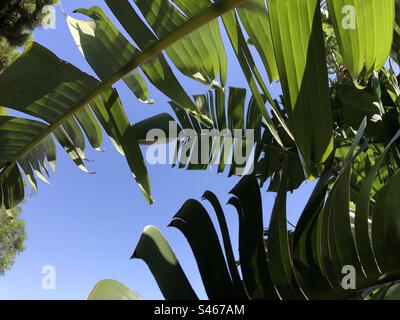Foglie di banano Foto Stock