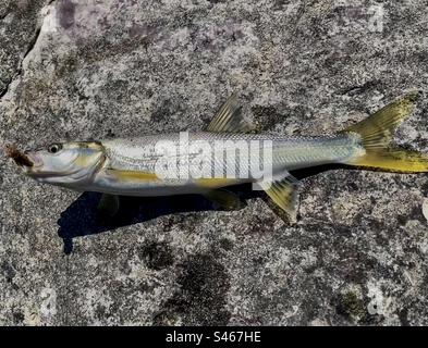 Un pesce bianco pescato e rilasciato pesca con la mosca nel fiume Ell, South Kootenay, British Columbia, Canada. Foto Stock