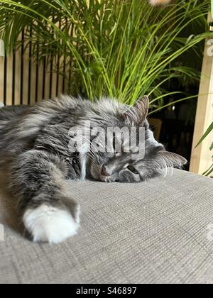 Gatto siberiano grigio e bianco che dorme sul divano con la zampa fuori e una pianta dietro Foto Stock