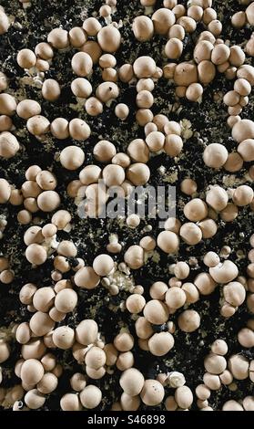 Coltivare champignon su terreno nero Foto Stock
