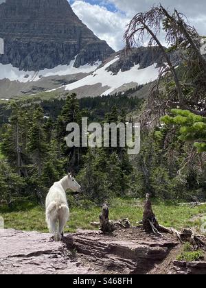 Il Parco Nazionale di Glacier, Montana Foto Stock