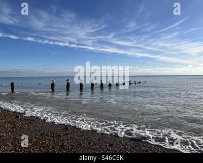 Gabbiani seduti su groyne in un mare calmo Foto Stock