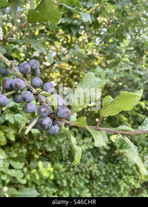 Il Prunus spinosa, comunemente chiamato blackthorn o sloe, è una specie di pianta fiorita della famiglia delle rose Rosaceae. Foto Stock