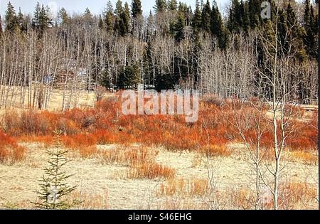 Colori autunnali, sempreverdi, aspens, salici rossi Foto Stock