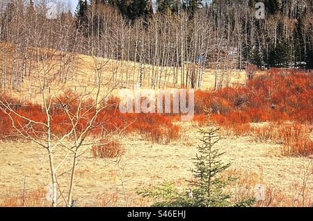 Colori autunnali, sempreverdi, aspens, salici rossi Foto Stock