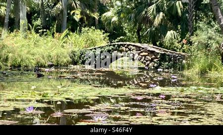 Un pittoresco ponte di pietra sopra lo stagno coperto da Lilly con giungla come alberi dietro Foto Stock