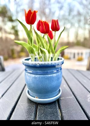 Tulipani in vaso in primavera Foto Stock