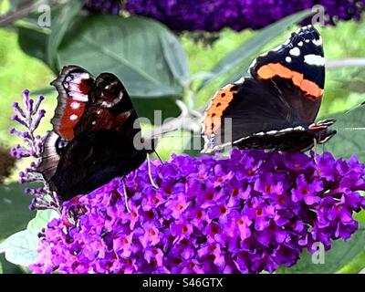 Due farfalle sulla Buddleia Foto Stock