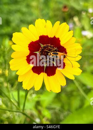 Semi d'oro con scarabeo da soldato della verga d'oro. Foto Stock