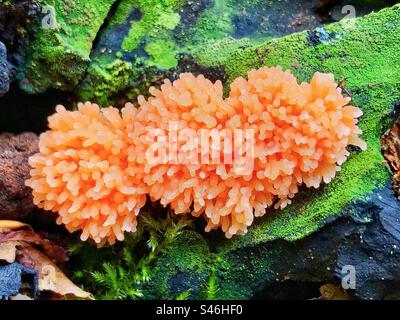 Muffa di melma di lampone o muffa di melma di lampone rosso (Tubifera ferruginosa) che cresce su un ceppo di albero marcio in agosto a Brockenhurst, New Forest National Park Hampshire, Regno Unito Foto Stock