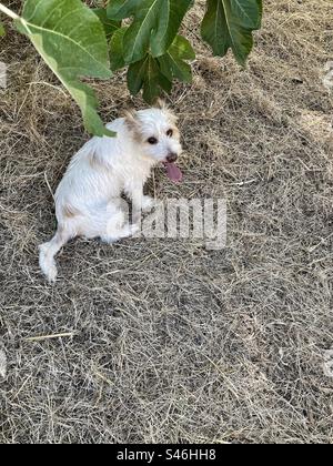 Piccolo cane peloso che riposa vicino a un albero di fichi con la lingua fuori. Portogallo, vicino a Arrábida. Foto Stock