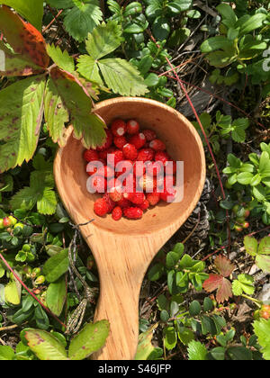 Fragole selvatiche in una tazza di legno Foto Stock