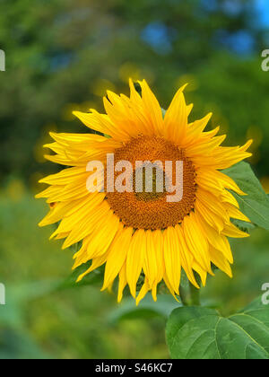 Il volto di un girasole comune - Asteraceae, Helianthus Annuus. I fiori producono semi oleosi commestibili utilizzati nella produzione alimentare. Il fiore nazionale dell'Ucraina. Foto ©️ COLIN HOSKINS. Foto Stock