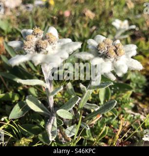 Leontopodium nivale (Alpen-Edelweiß) Stock Photo