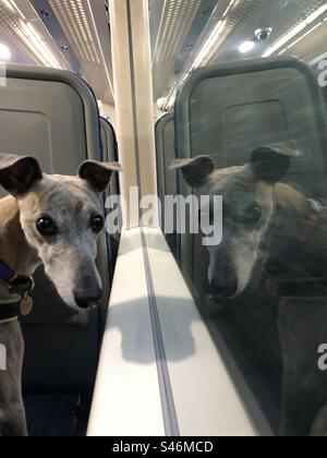 Italian greyhound , whippet travelling on train Stock Photo