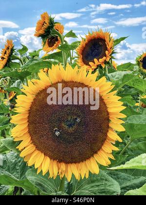 Girasoli e bumblebees in un campo dell'Hampshire, Regno Unito Foto Stock