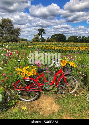 Triciclo in un campo di girasole nell'Hampshire, Regno Unito Foto Stock