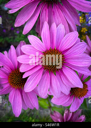 Tre fiori viola di Echinacea in giardino Foto Stock