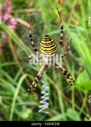 WASP ragno (Argiope bruennichi) femmina in attesa di preda e che mostra il suo caratteristico "stabilimentum" una striscia bianca a zig-zag che corre lungo il centro della sua rete. Lakeside Country Park, Eastleigh, Regno Unito Foto Stock
