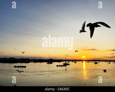 Fiume Deben Bawdsey Ferry Suffolk in Inghilterra Foto Stock