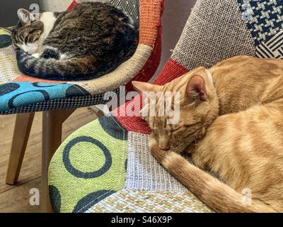 2 gatti si sono addormentati sulle sedie colorate Foto Stock