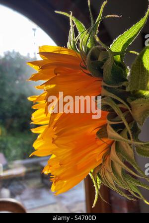 Vista laterale di un girasole alla luce del mattino Foto Stock