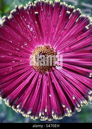Vista ad alto angolo delle gocce di pioggia su Banksia praemorsa rosa o fiore di banksia a foglia tagliata. Primo piano. Flora nativa australiana. Concentrati sul primo piano. Foto Stock