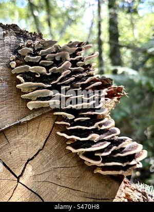 La Turchia funghi di coda Foto Stock