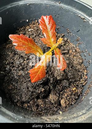 Una quercia che germoglia in una pentola Foto Stock