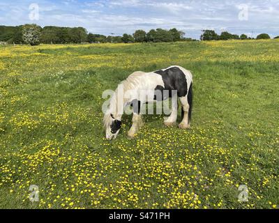 Cavallo marrone e bianco, pascolando in un prato, pieno di farfalle vicino a Bradford, Yorkshire, Regno Unito Foto Stock