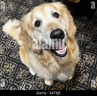 Il golden retriever Foto Stock