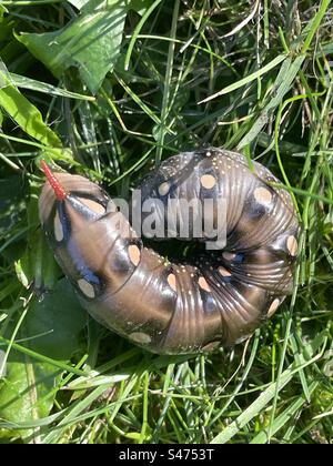 Hyles gallii, Bedstraw Hawk Moth, Svizzera Foto Stock