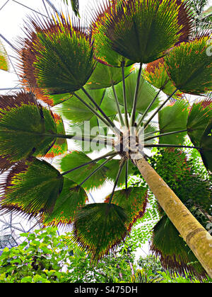 L'Eden Project Tropical Biome Foto Stock