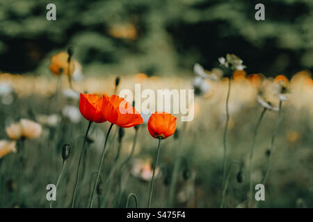 Primo piano Poppy Flowers Foto Stock