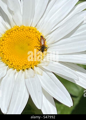 Insetto su fiore di margherita Foto Stock