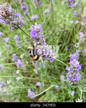 Bumble bee è impegnato a raccogliere polline dalla lavanda viola Foto Stock