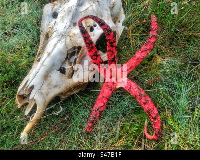 Il fungo delle dita del diavolo (Clatrus archeri) e a volte chiamato Octopus stinkhorn e Squid Fungus, emergendo dal suo 'uovo' slimoso e gelatinoso nel mese di novembre a Lyndhurst, nella Nuova Foresta Foto Stock