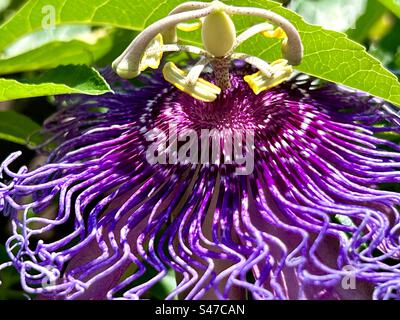 Primo piano di una passionflowe viola Foto Stock