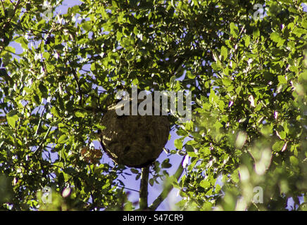 Nido di calabrone asiatico, alto in un albero nel Portogallo centrale Foto Stock