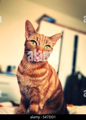 Lingua di gatto Foto Stock