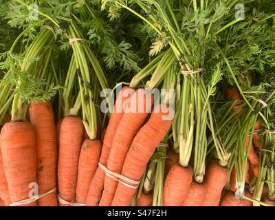 Mazzi di carote d'arancia fresca in vendita nel negozio di alimentari. Foto Stock